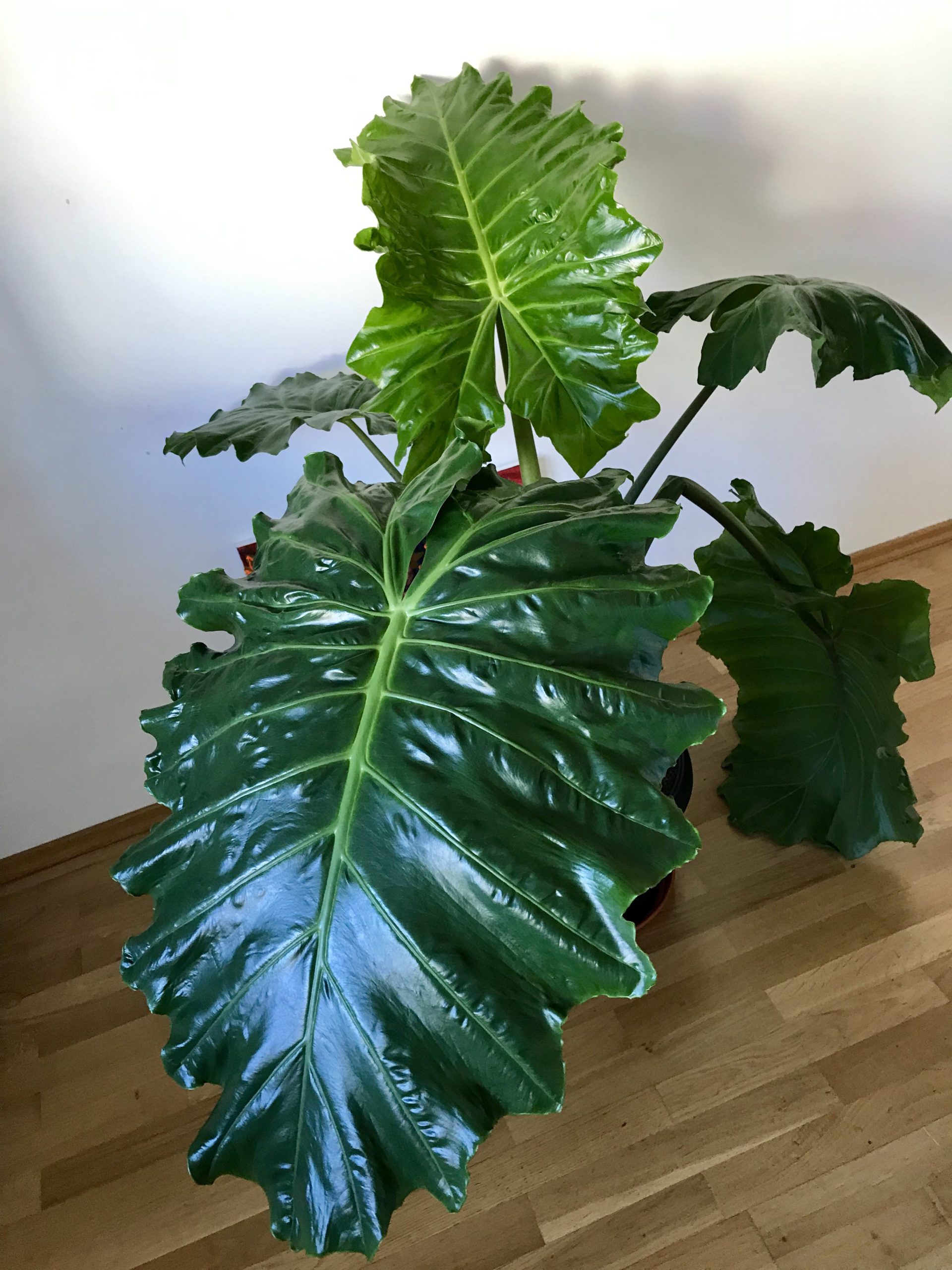 Alocasia portadora