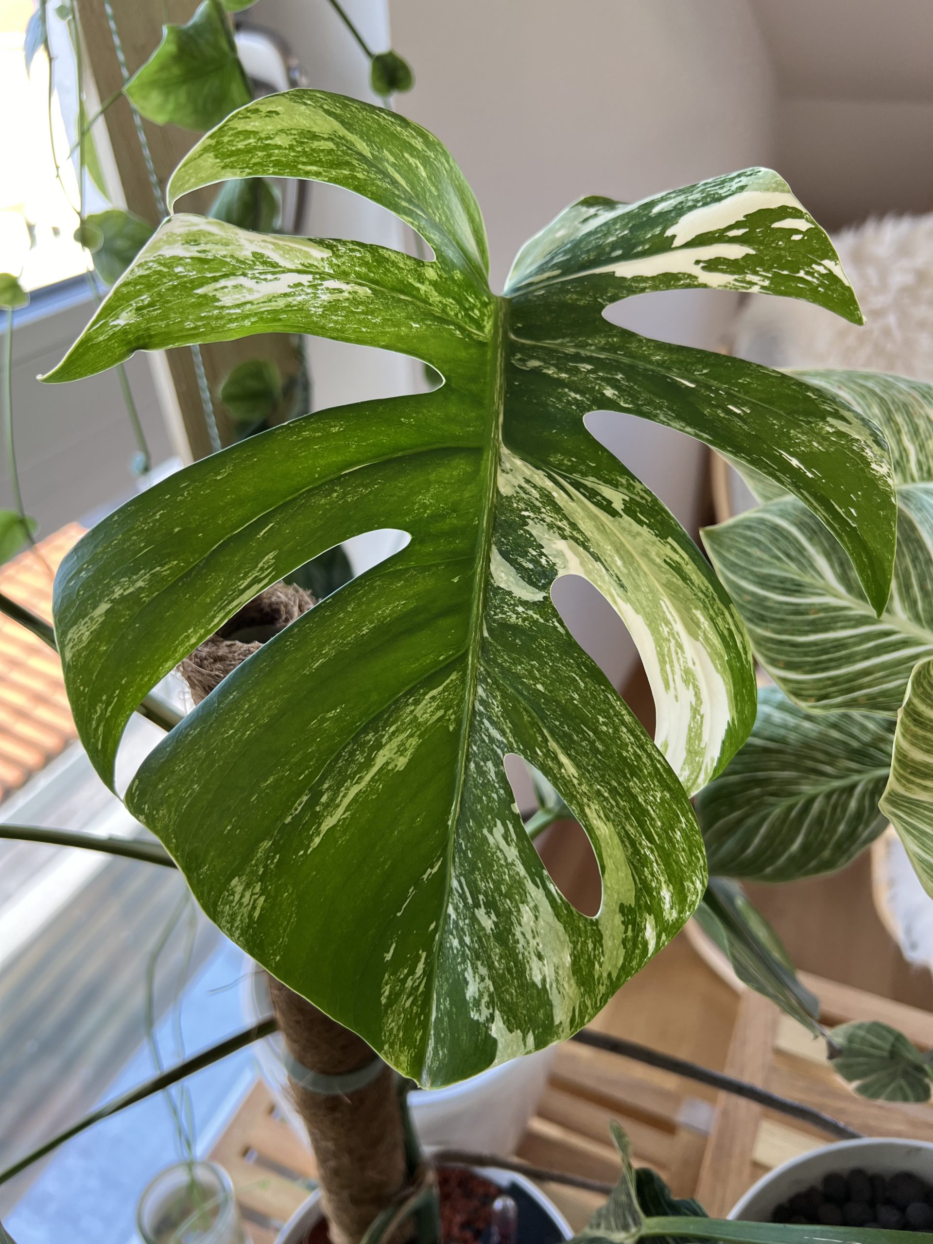 Monstera_Zimmerpflanzenpflege