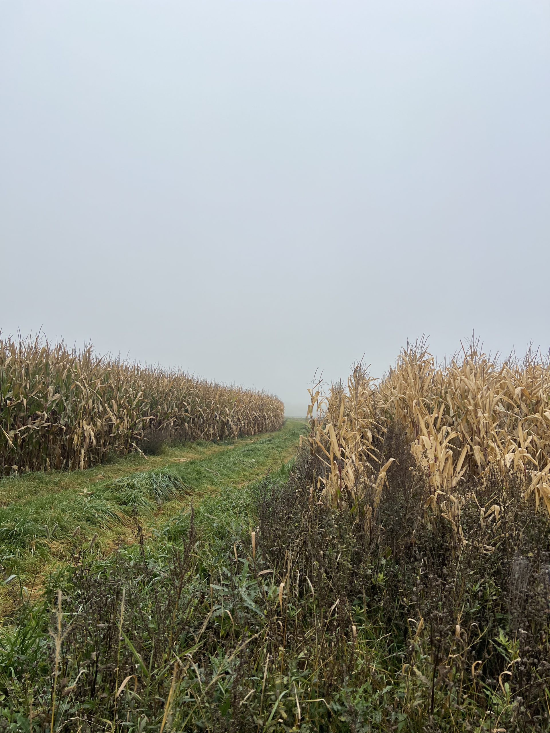 Maisfeld im Herbstnebel 2025