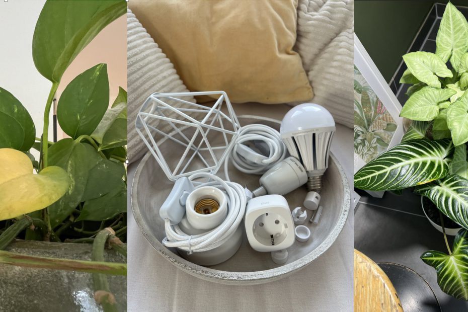 Zimmerpflanzen und Tageslichtlampe 6500K gegen Lichtmangel im Winter